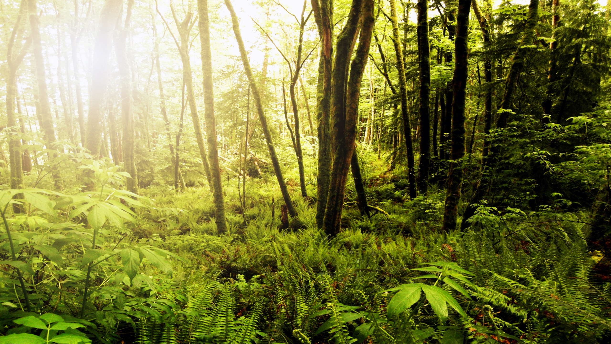 Forests of Northwest Washington for 2560x1440 HDTV resolution
