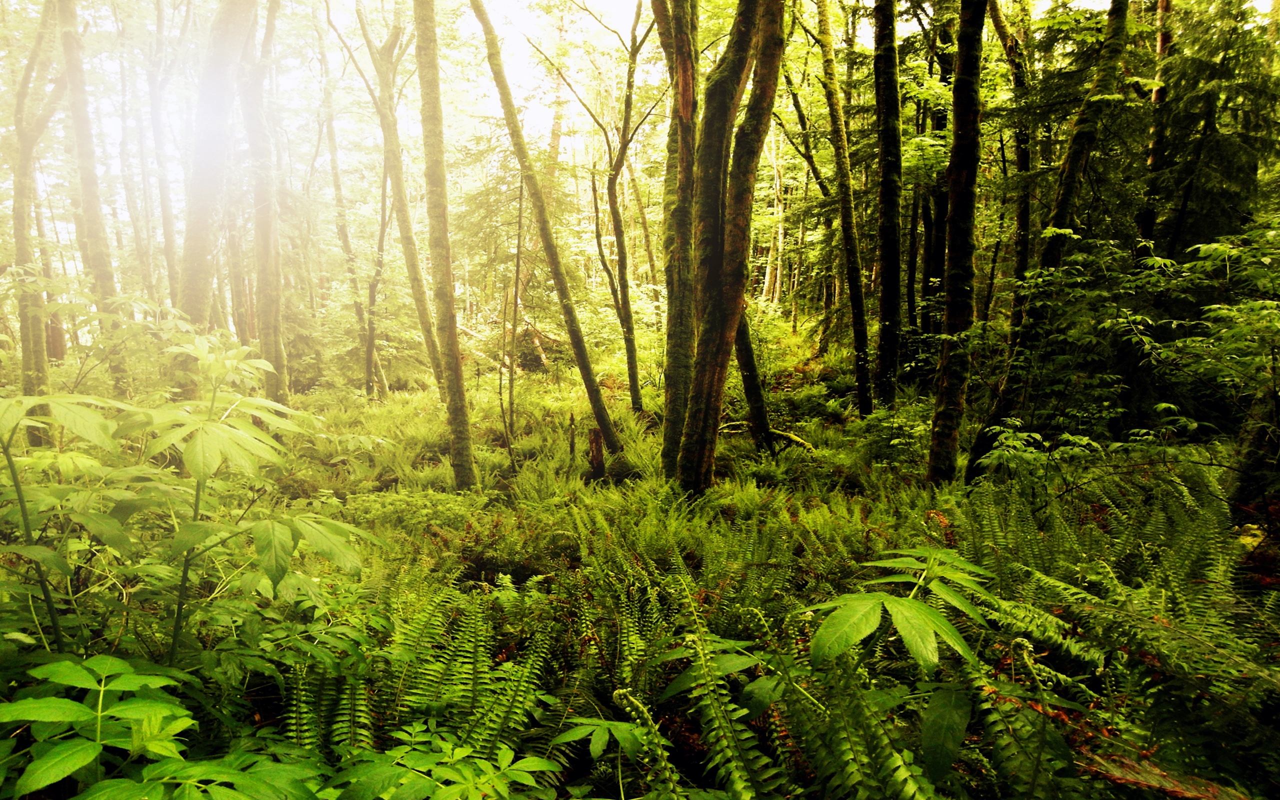 Forests of Northwest Washington for 2560 x 1600 widescreen resolution