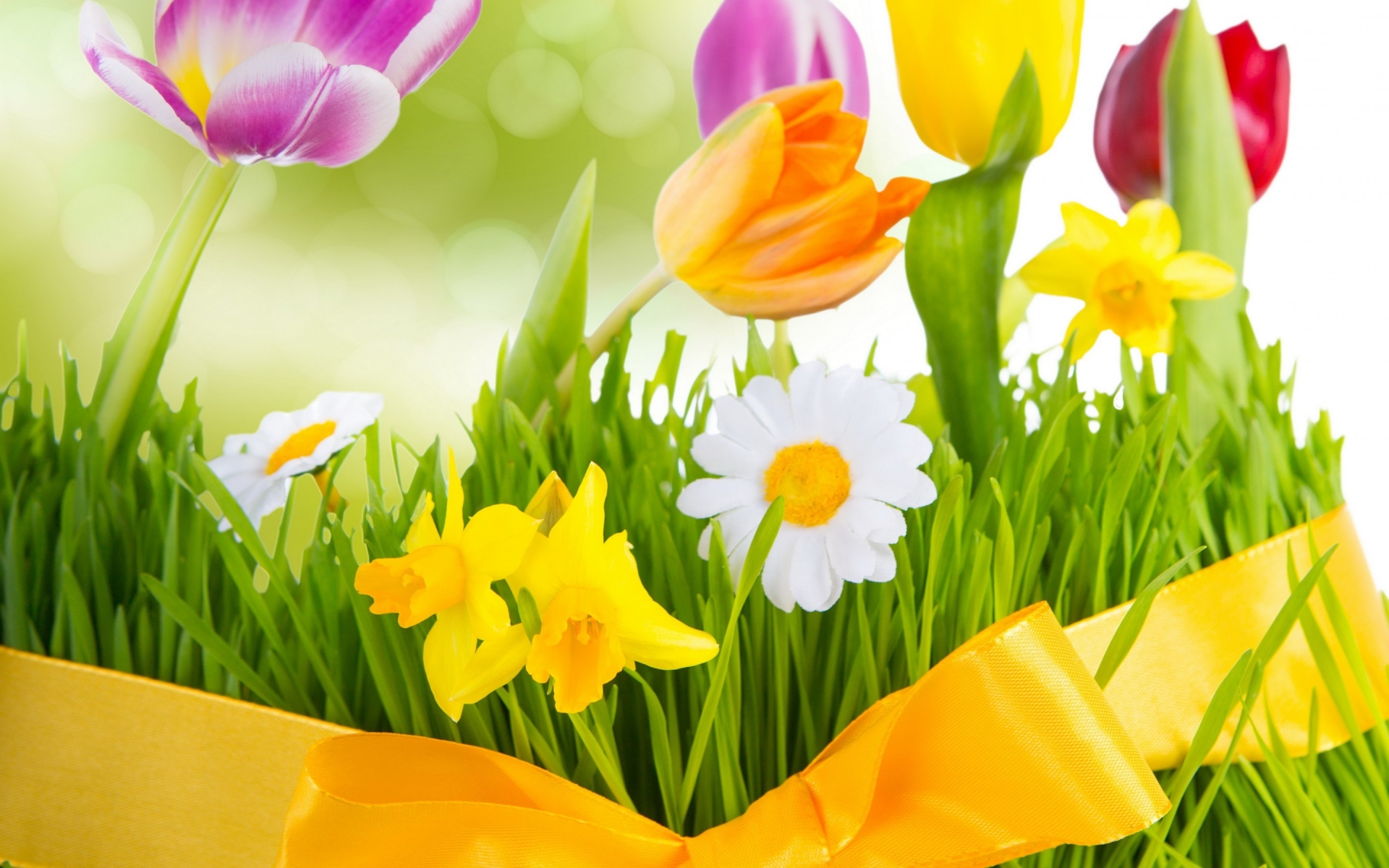 Fresh Flowers for 1920 x 1200 widescreen resolution