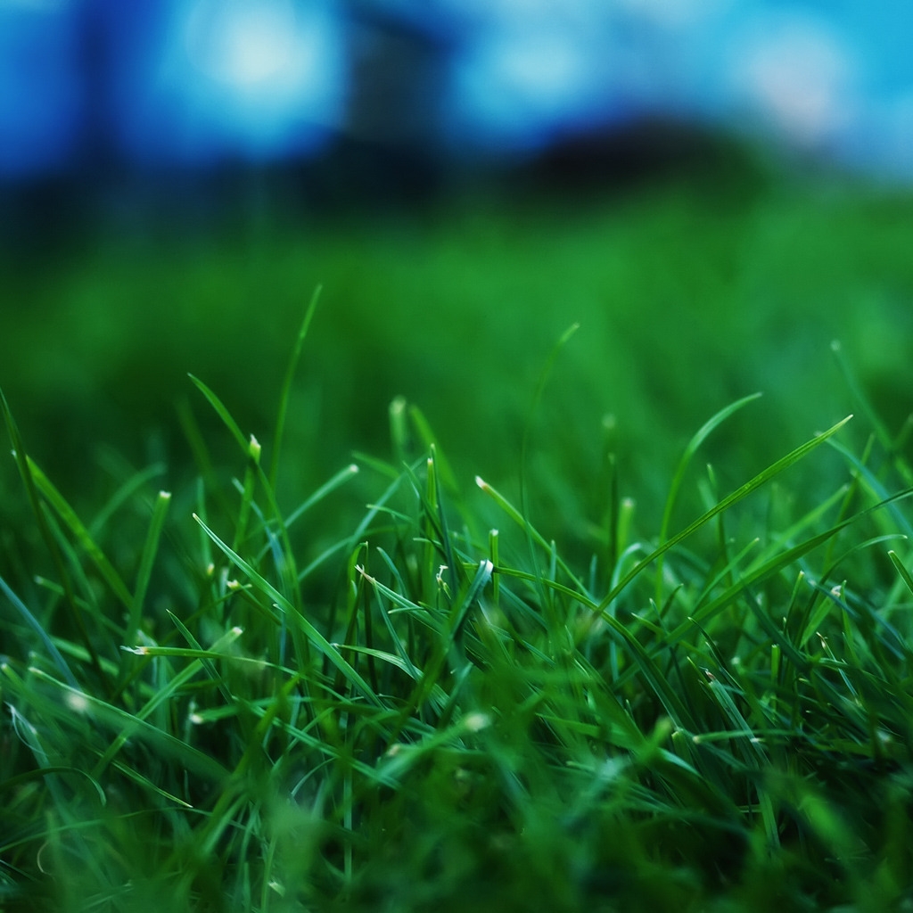 Fresh Grass for 1024 x 1024 iPad resolution