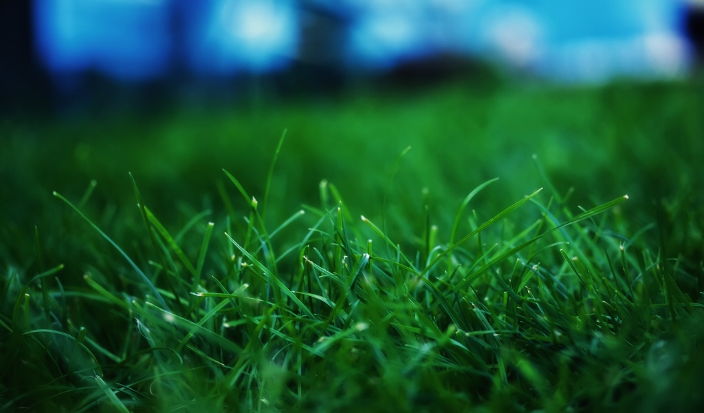 Fresh Grass for 1024 x 600 widescreen resolution