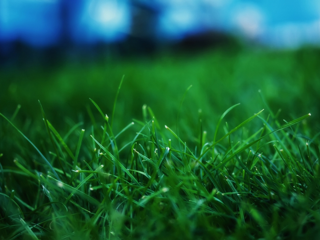 Fresh Grass for 1024 x 768 resolution