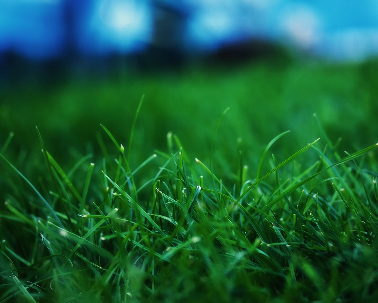 Fresh Grass for 1280 x 1024 resolution