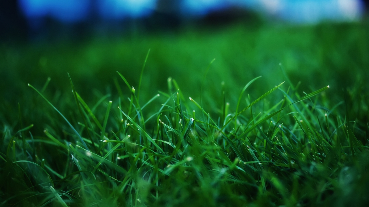 Fresh Grass for 1280 x 720 HDTV 720p resolution
