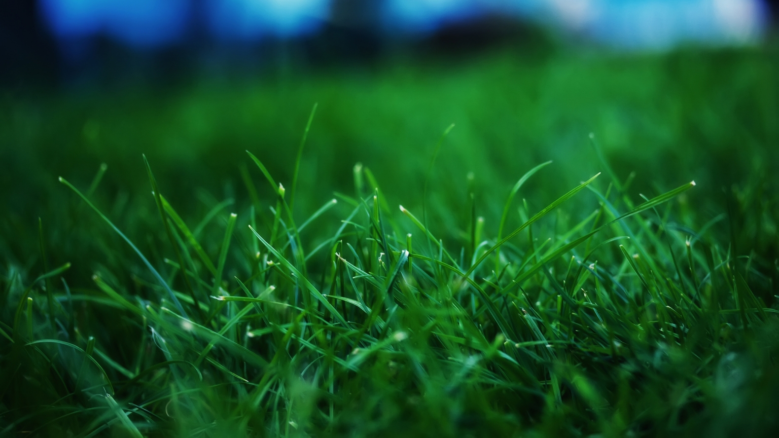 Fresh Grass for 1536 x 864 HDTV resolution
