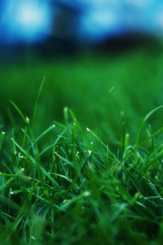Fresh Grass for 320 x 480 iPhone resolution