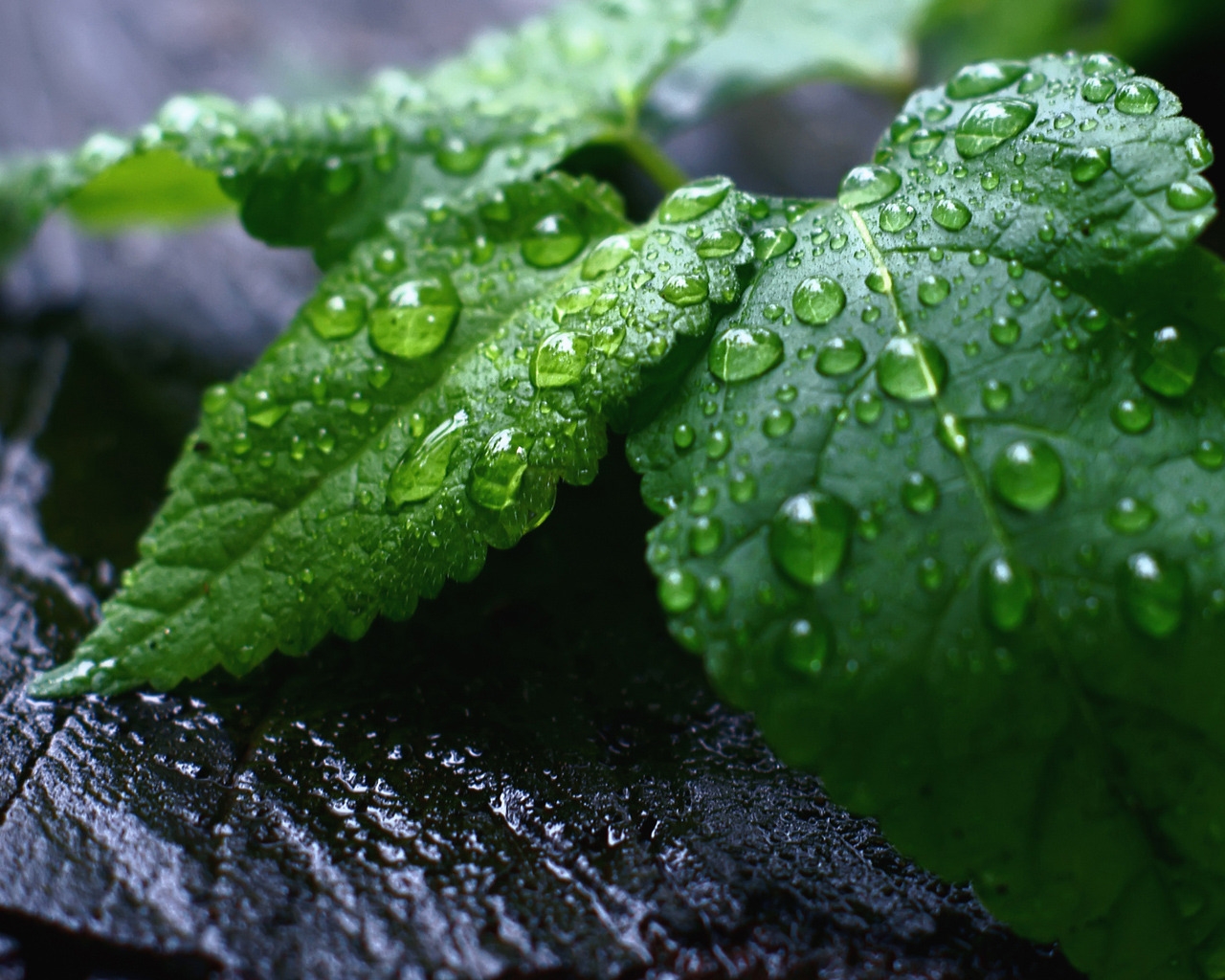 Fresh Mint Leaves for 1280 x 1024 resolution