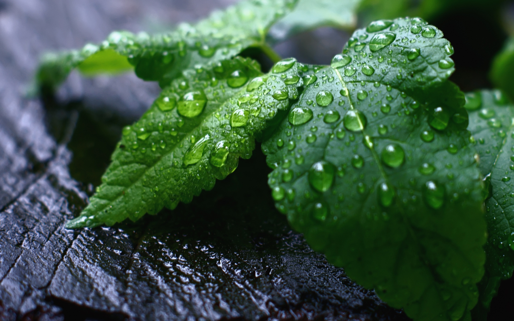 Fresh Mint Leaves for 1680 x 1050 widescreen resolution