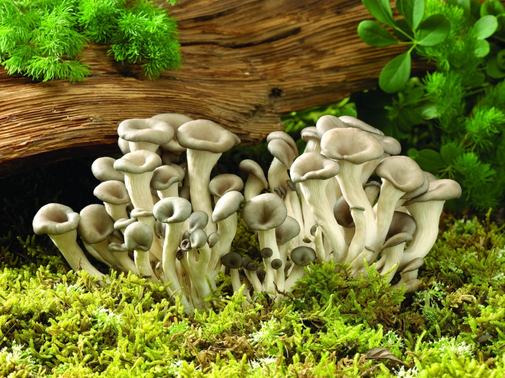 Fresh Mushrooms for 1024 x 768 resolution