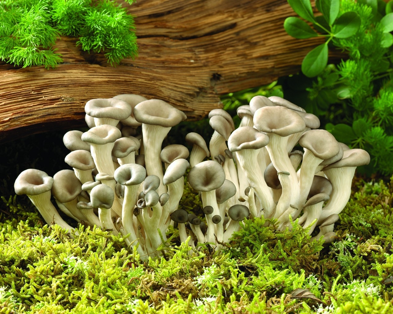 Fresh Mushrooms for 1280 x 1024 resolution