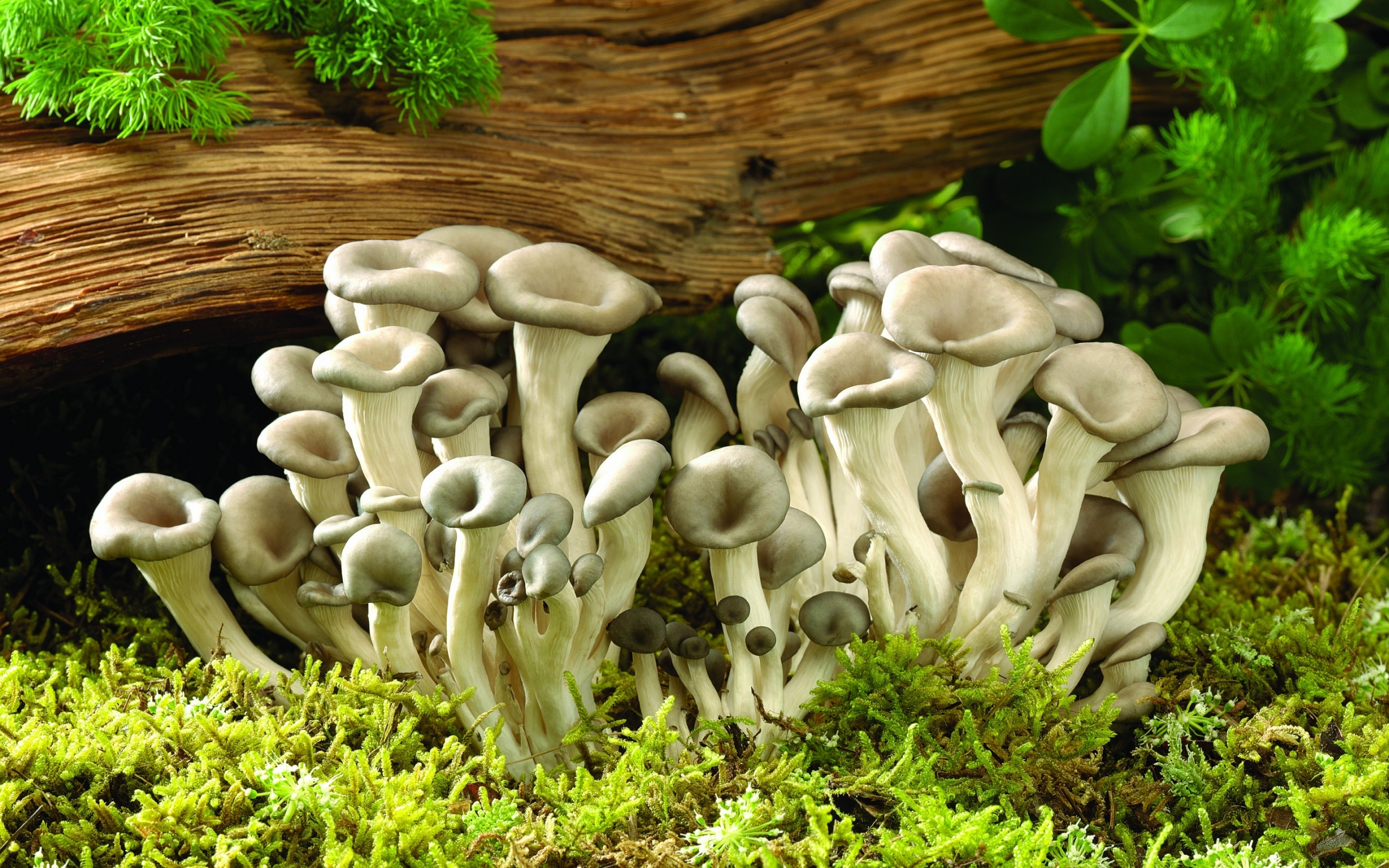грибы мох лес бесплатно