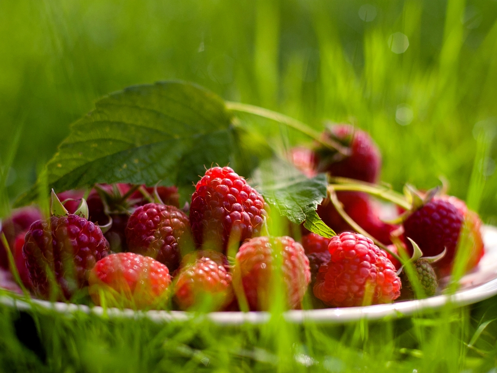 Fresh raspberry for 1024 x 768 resolution