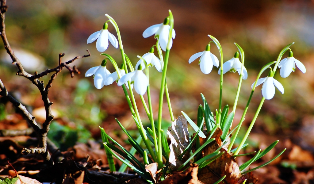 Fresh Snowdrops for 1024 x 600 widescreen resolution