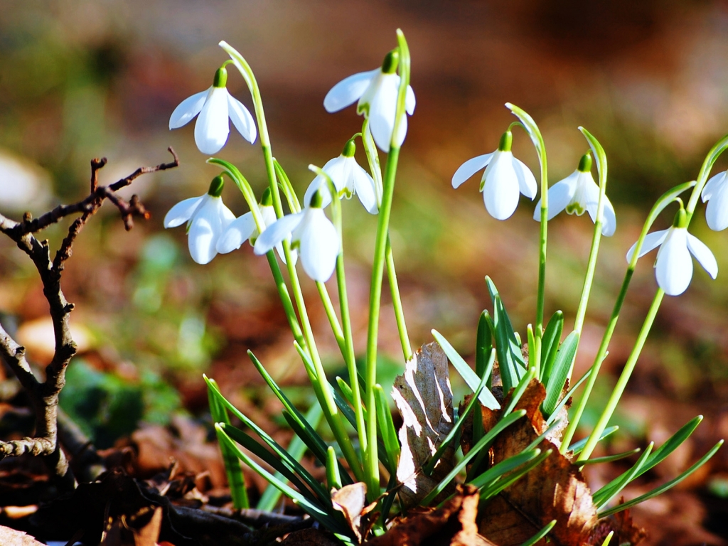 Fresh Snowdrops for 1024 x 768 resolution