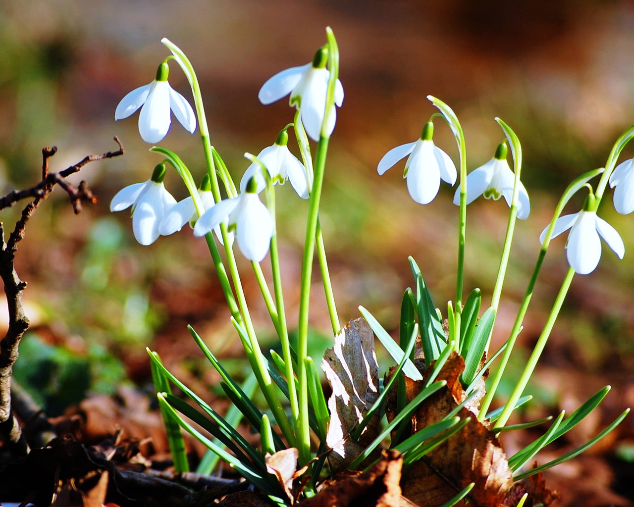 Fresh Snowdrops for 1280 x 1024 resolution