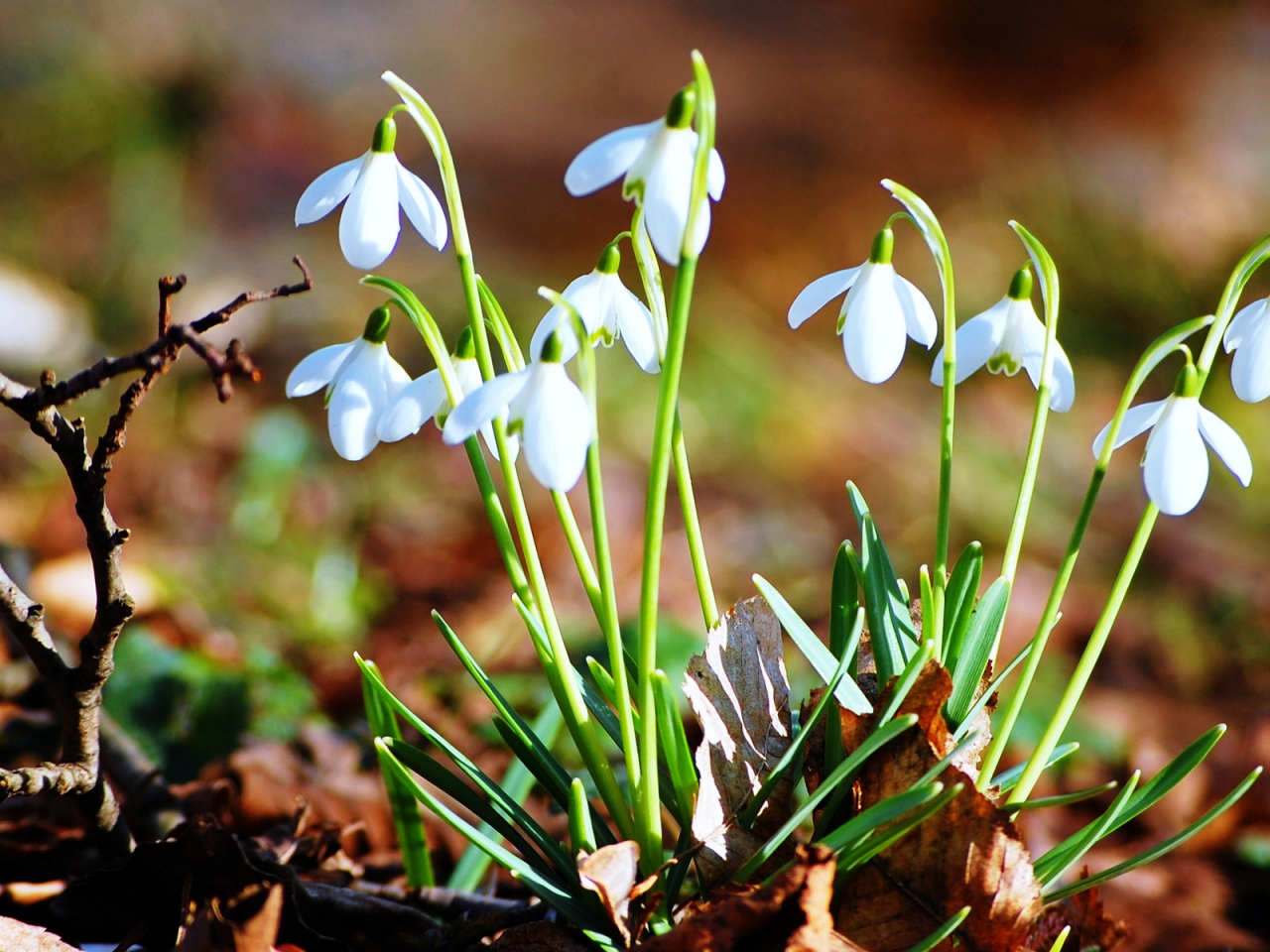 Fresh Snowdrops for 1280 x 960 resolution