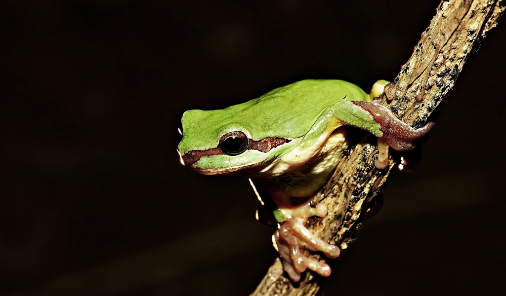 Frog on Tree for 1024 x 600 widescreen resolution