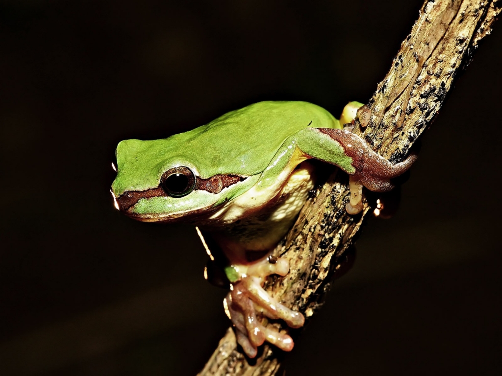 Frog on Tree for 1024 x 768 resolution