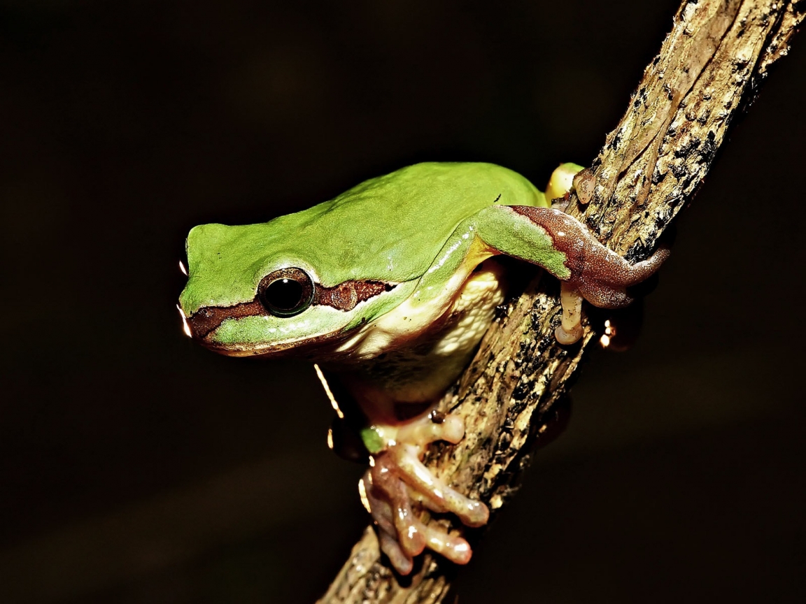 Frog on Tree for 1152 x 864 resolution