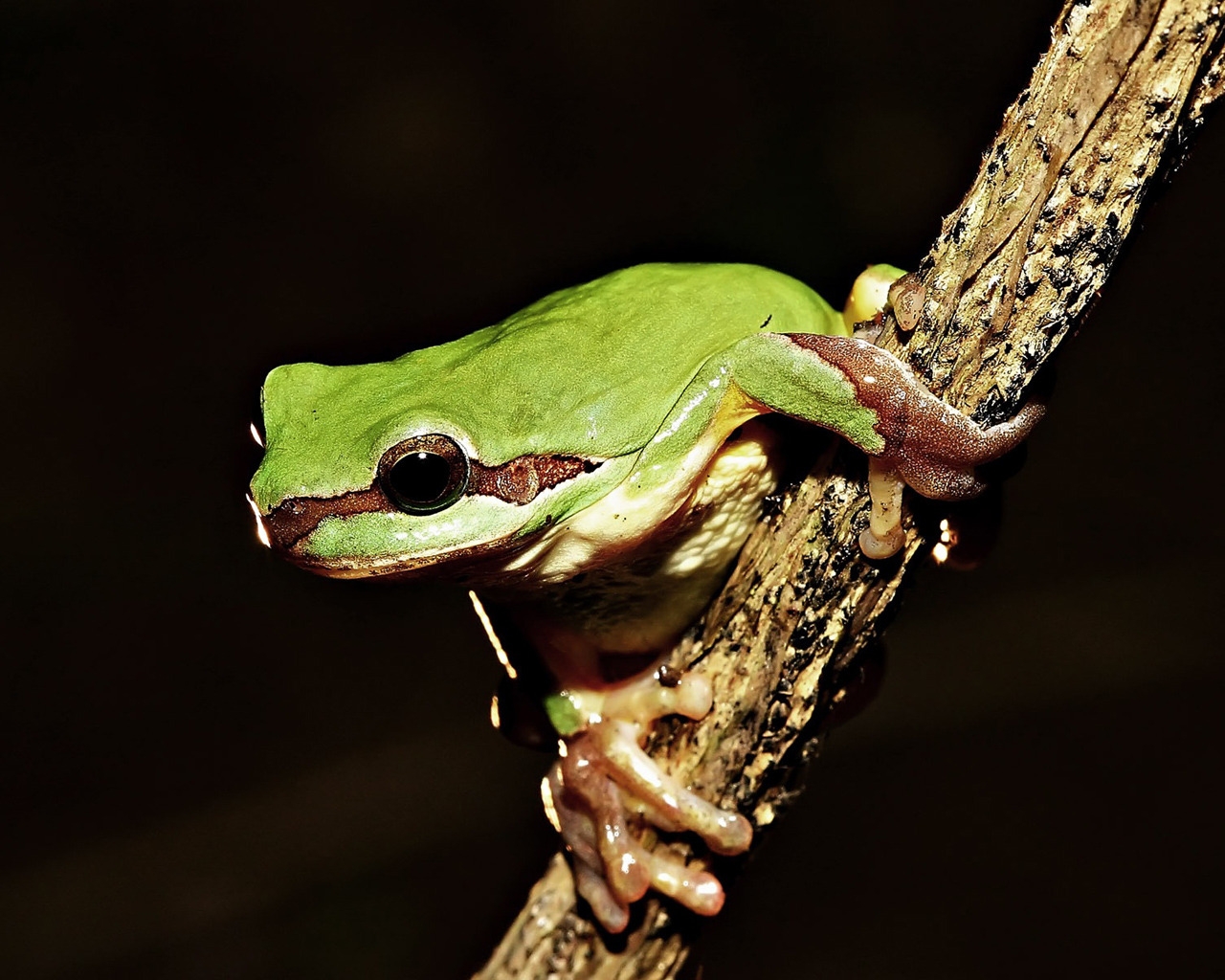 Frog on Tree for 1280 x 1024 resolution