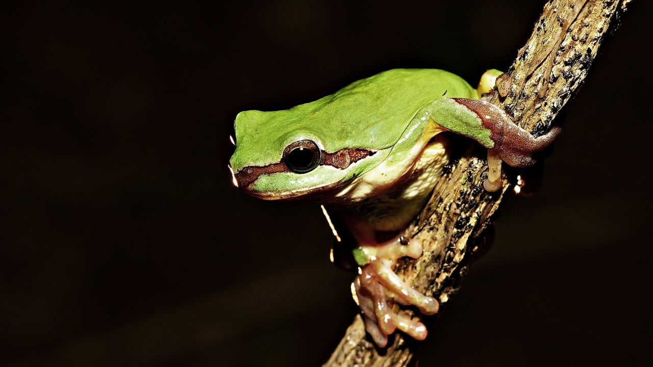 Frog on Tree for 1280 x 720 HDTV 720p resolution