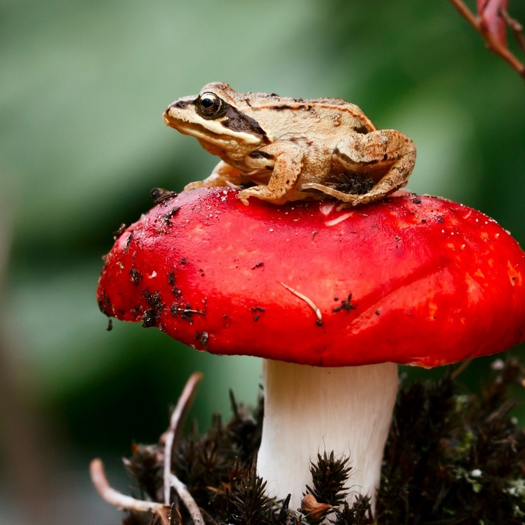 Frog Sitting on a Red Mushroom for 1024 x 1024 iPad resolution