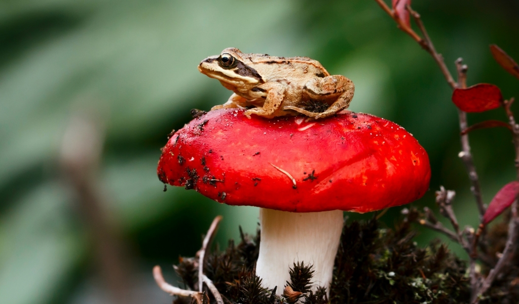 Frog Sitting on a Red Mushroom for 1024 x 600 widescreen resolution