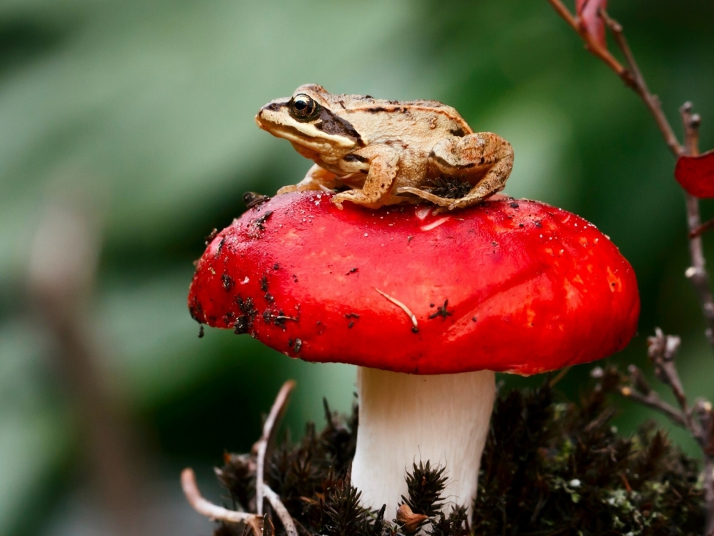 Frog Sitting on a Red Mushroom for 1024 x 768 resolution
