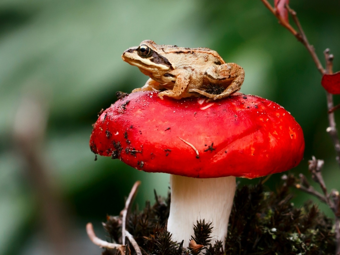 Frog Sitting on a Red Mushroom for 1152 x 864 resolution