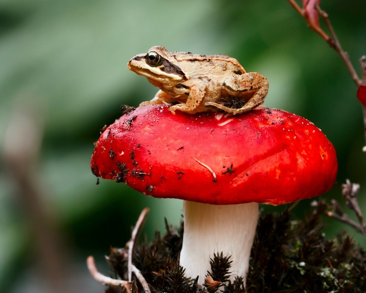 Frog Sitting on a Red Mushroom for 1280 x 1024 resolution