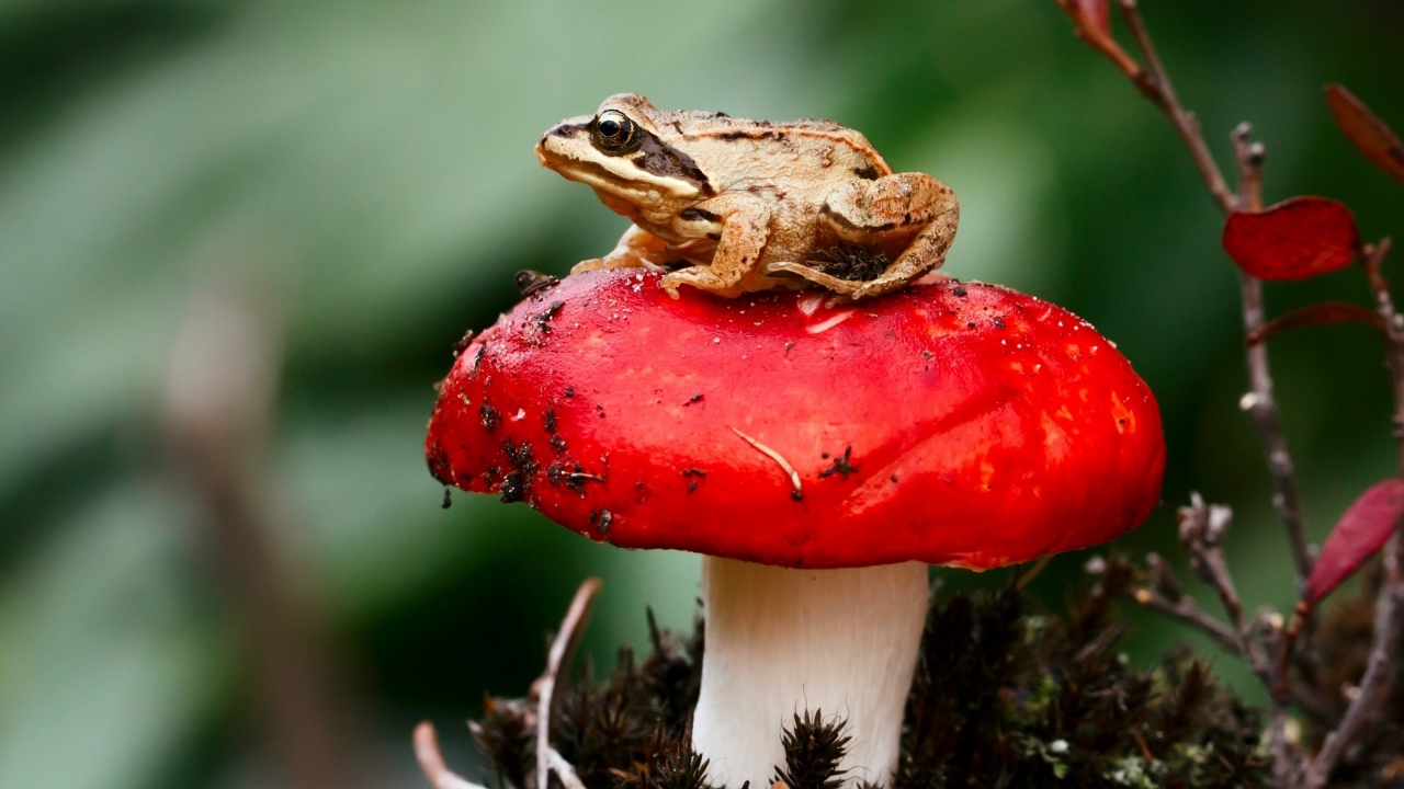 Frog Sitting on a Red Mushroom for 1280 x 720 HDTV 720p resolution