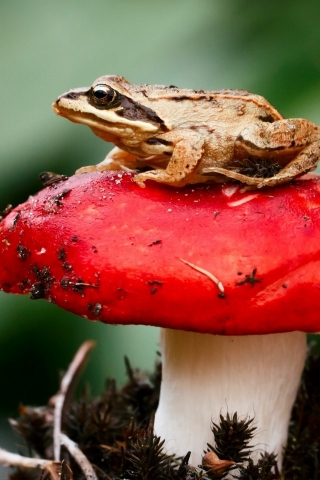 Frog Sitting on a Red Mushroom for 320 x 480 iPhone resolution