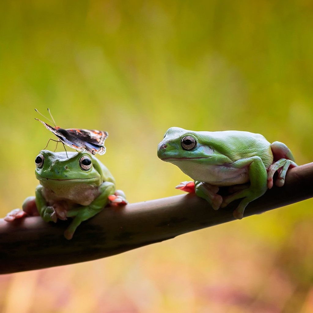 Frogs Couple for 1024 x 1024 iPad resolution