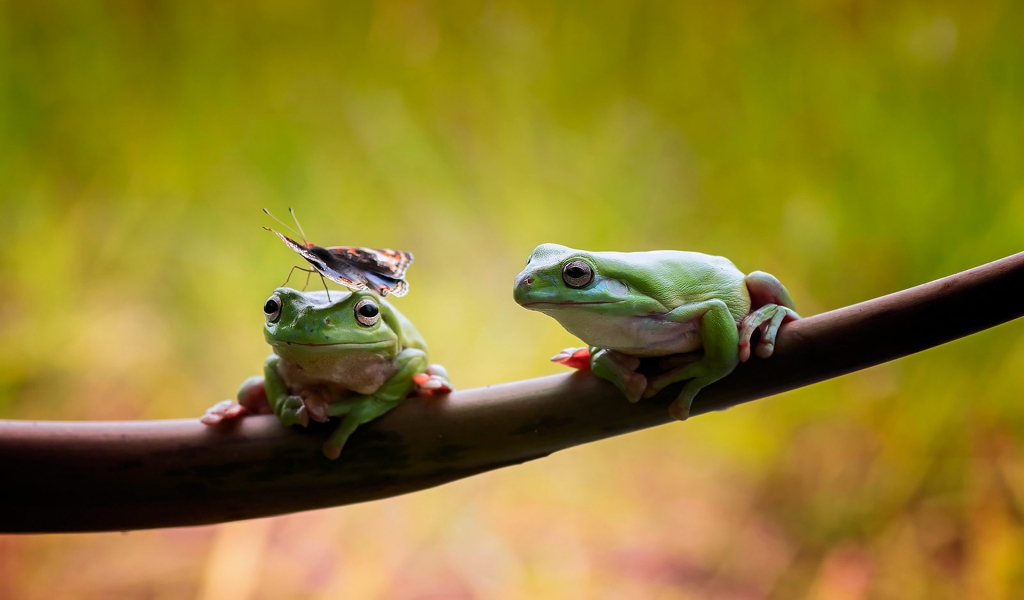 Frogs Couple for 1024 x 600 widescreen resolution