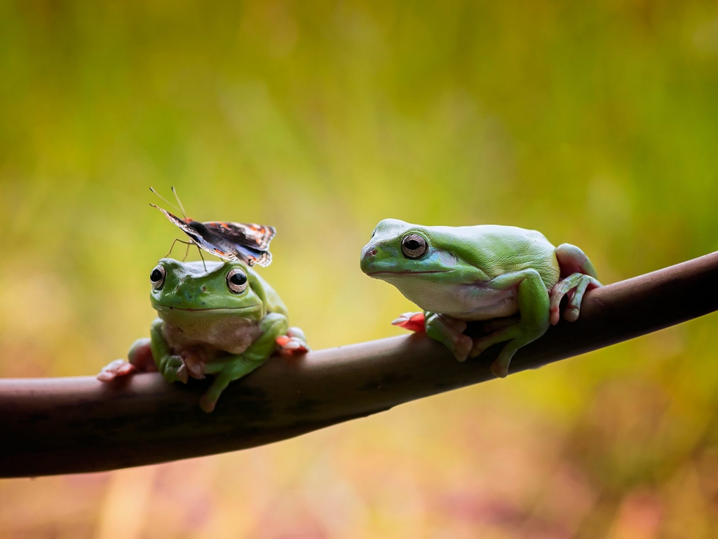 Frogs Couple for 1024 x 768 resolution