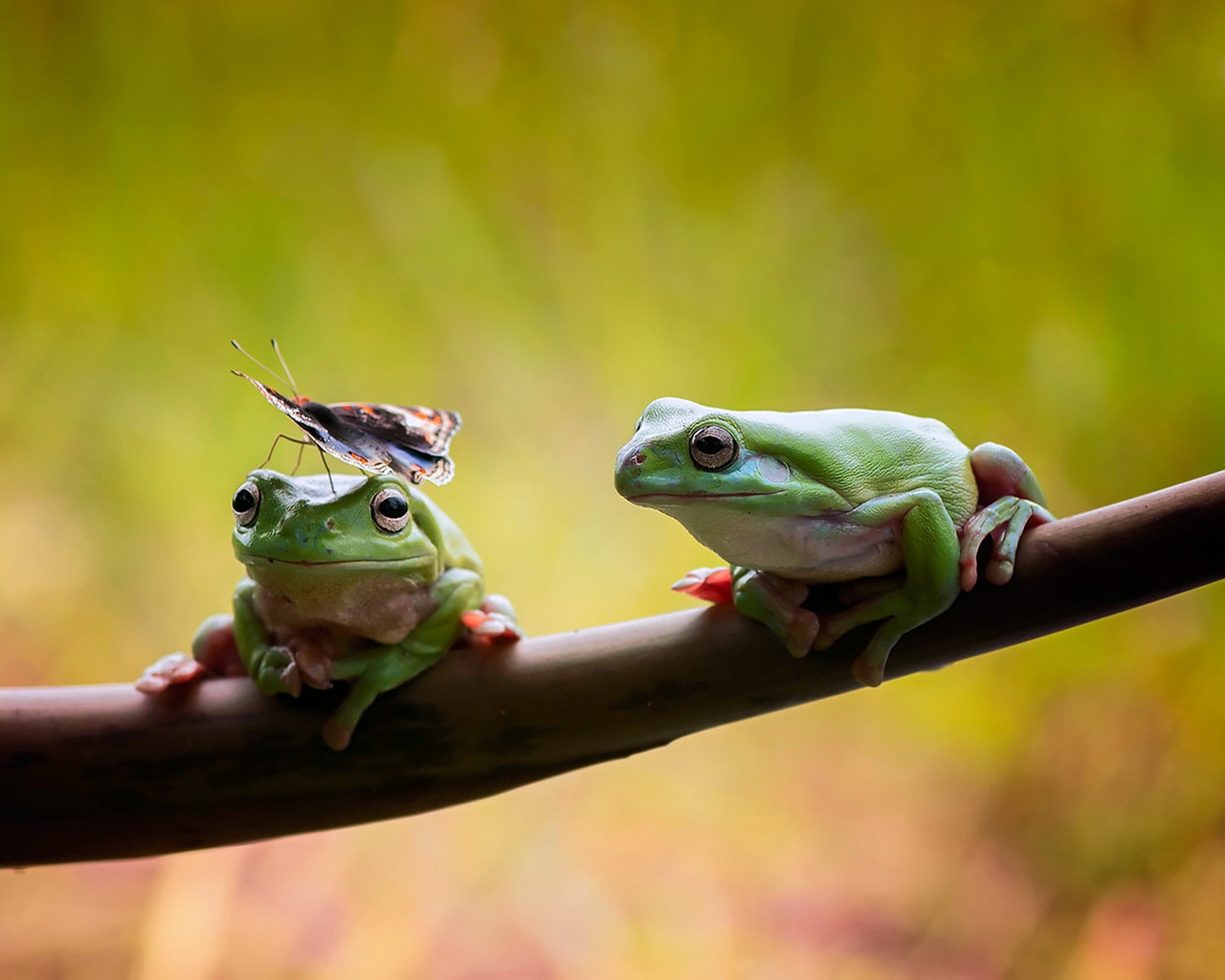 Frogs Couple for 1280 x 1024 resolution