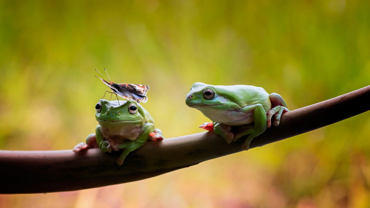 Frogs Couple for 1280 x 720 HDTV 720p resolution