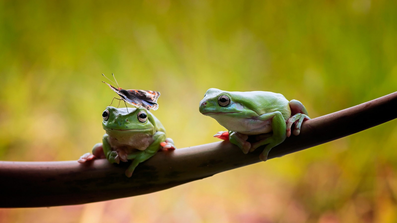 Frogs Couple for 1366 x 768 HDTV resolution