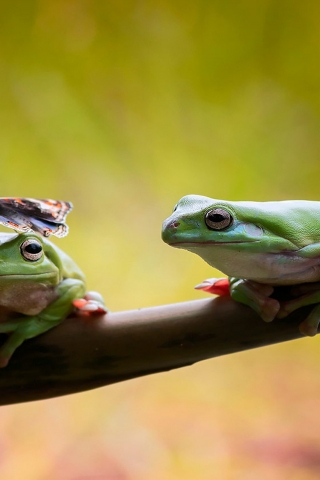 Frogs Couple for 320 x 480 iPhone resolution