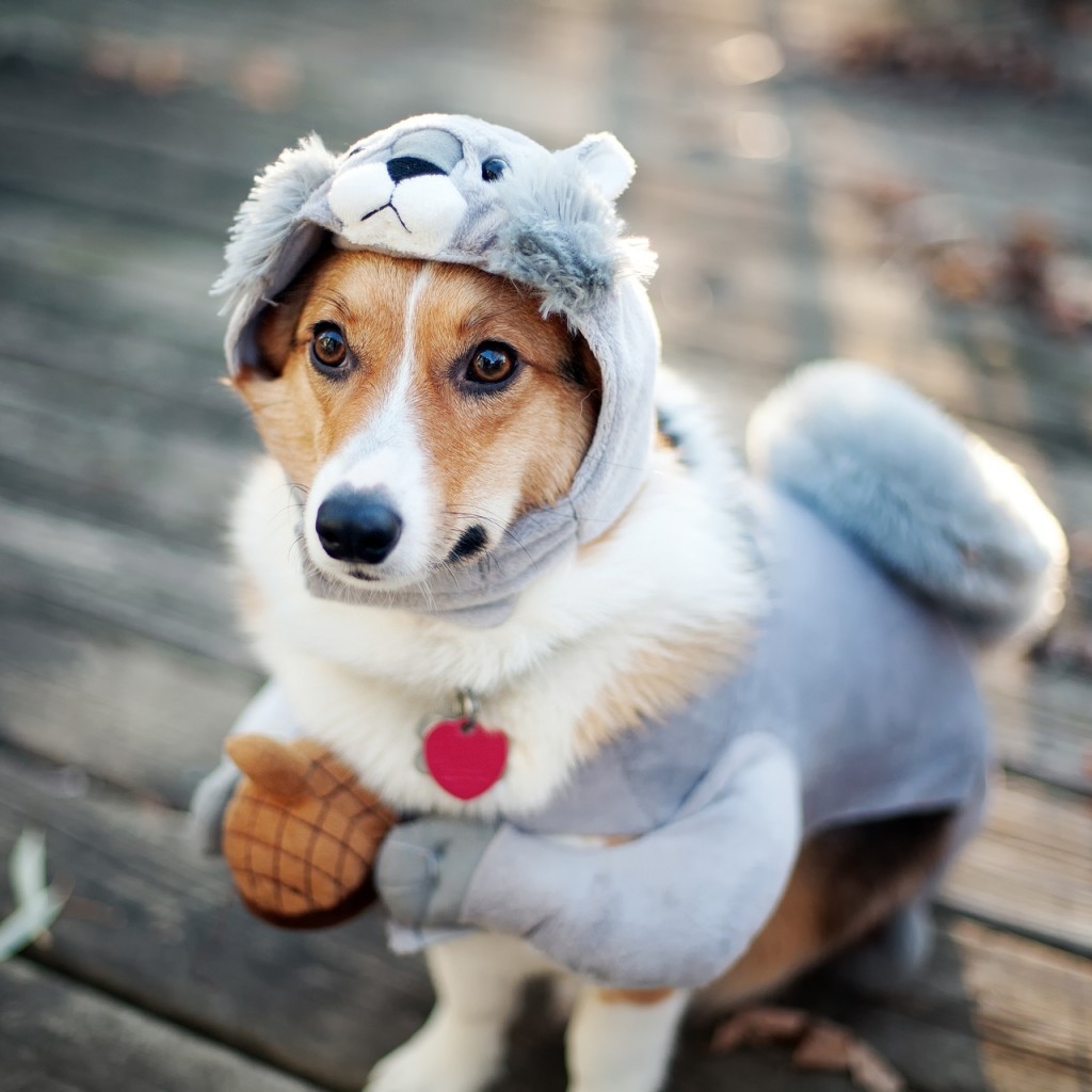 Funny Dog Dressup for 1024 x 1024 iPad resolution
