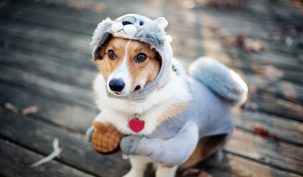 Funny Dog Dressup for 1024 x 600 widescreen resolution