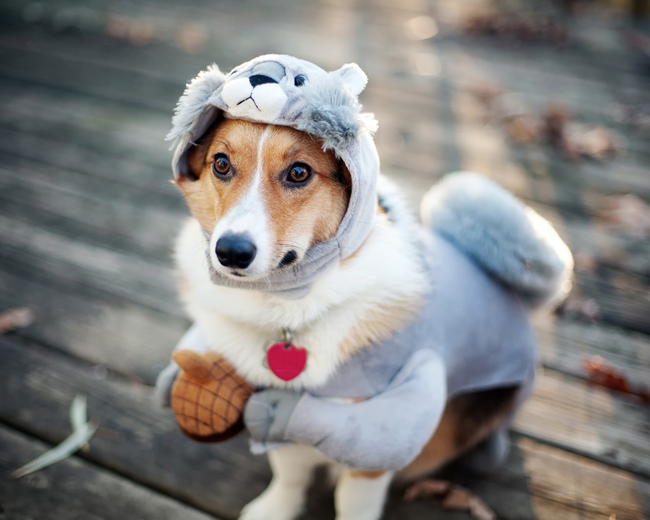 Funny Dog Dressup for 1280 x 1024 resolution