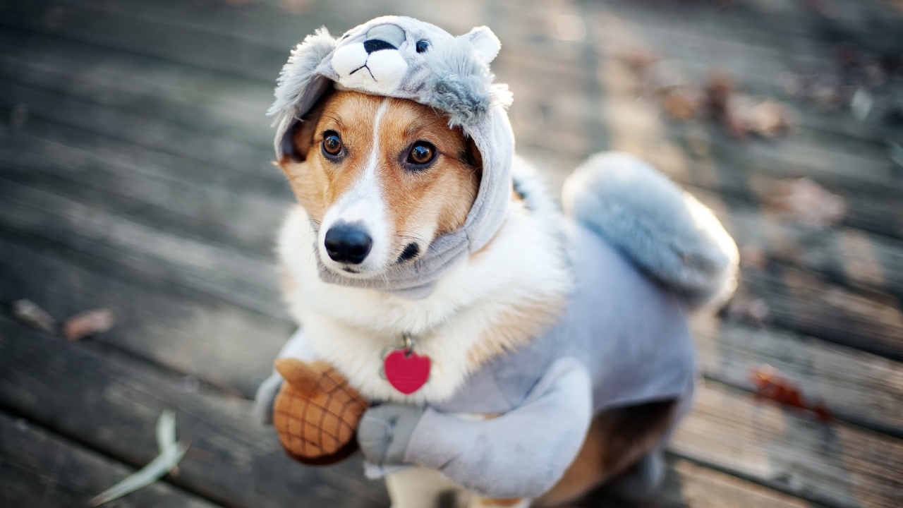 Funny Dog Dressup for 1280 x 720 HDTV 720p resolution