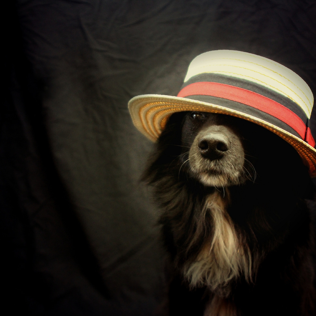 Funny Dog With Hat for 1024 x 1024 iPad resolution