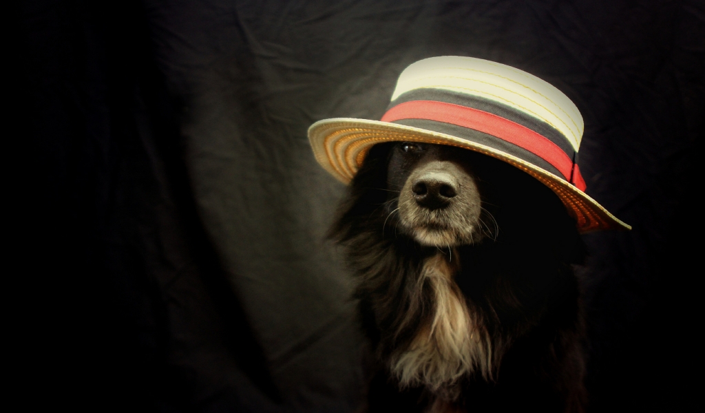 Funny Dog With Hat for 1024 x 600 widescreen resolution