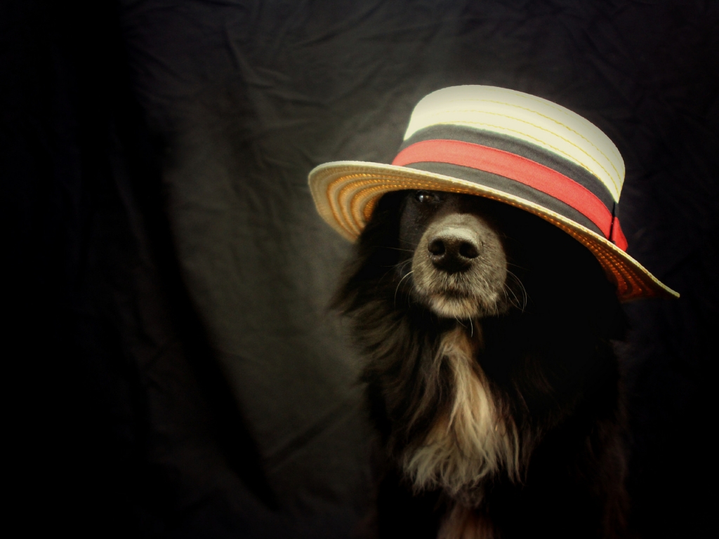 Funny Dog With Hat for 1024 x 768 resolution