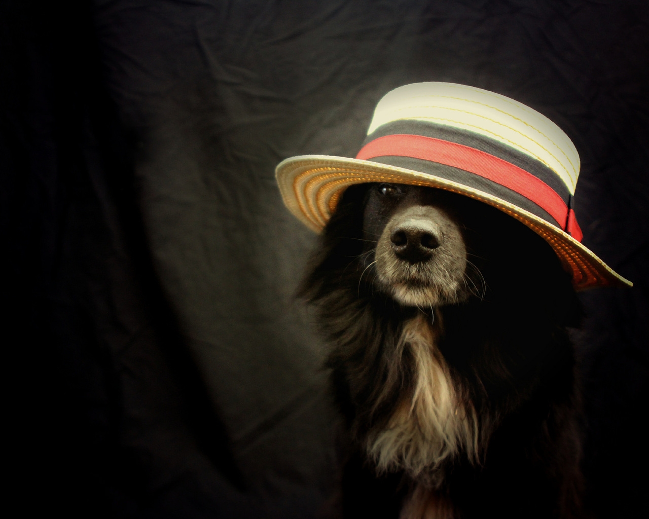 Funny Dog With Hat for 1280 x 1024 resolution
