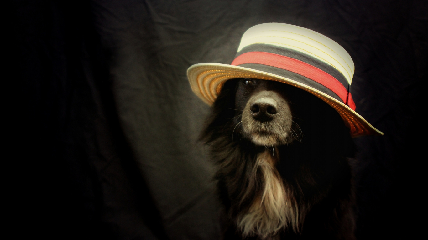 Funny Dog With Hat for 1366 x 768 HDTV resolution