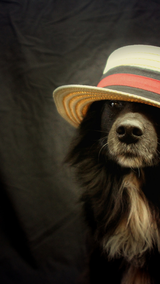 Funny Dog With Hat for 640 x 1136 iPhone 5 resolution