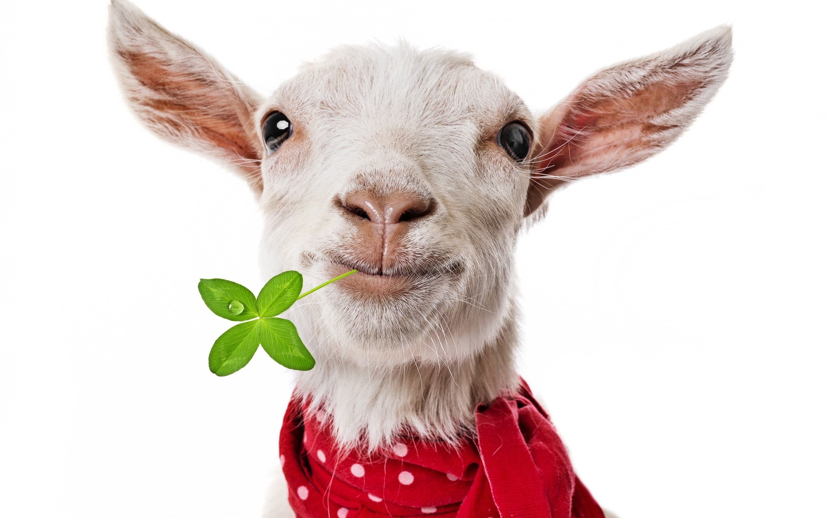 Funny Goat for 2880 x 1800 Retina Display resolution